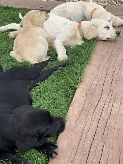 Labrador puppies for sale 4 Boys 1 back 3 Golden for sale in Wisbech, Cambridgeshire - Image 5