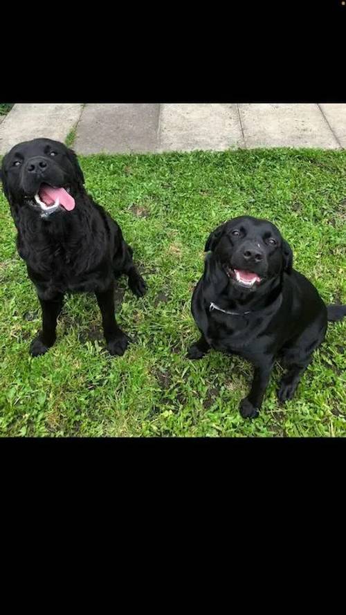 Lab/Rotties, chunky & very playful for sale in Heanor, Derbyshire - Image 1