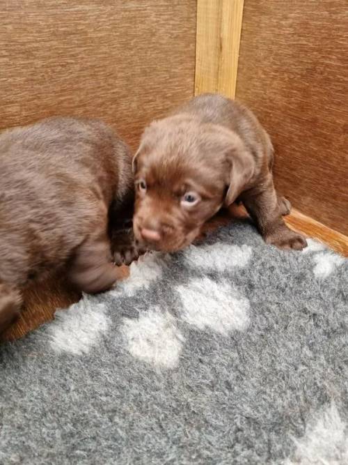 Beautiful Chunky Chocolate Labradors for sale in Skegness, Lincolnshire - Image 1