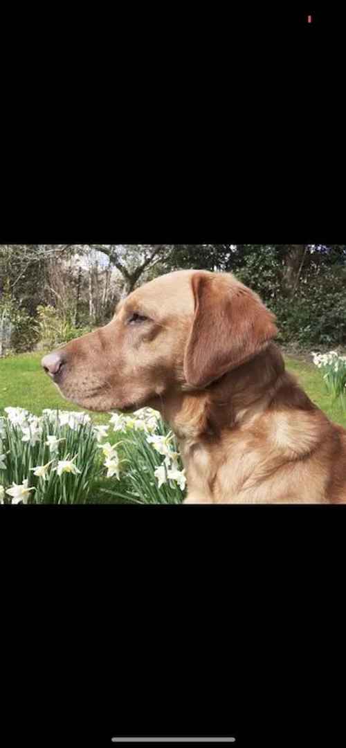 LABRADOR SUPREME KC FULLY HEALTH TESTED WITH BVA AND COI for sale in Addlestone, Surrey - Image 1