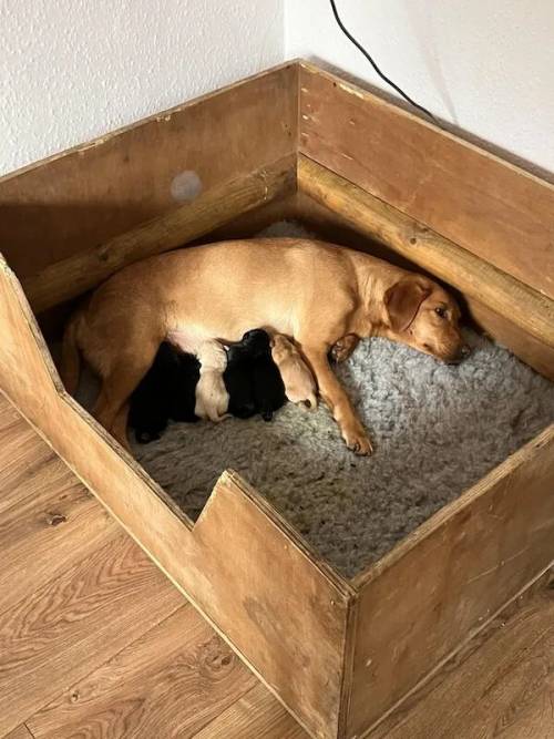 Well bred working Labrador puppies for sale in Macclesfield, Cheshire - Image 2