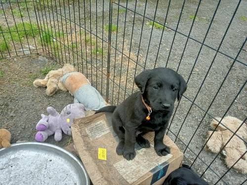 Litter of 7 Labrador/ doodles for sale. Microchipped and vac for sale in Nr Oswestry, Powys - Image 1