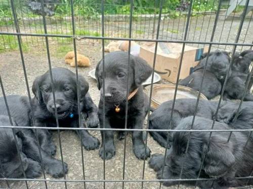 Litter of 7 Labrador/ doodles for sale. Microchipped and vac for sale in Nr Oswestry, Powys - Image 5