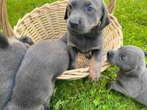 Charcoal Labrador puppies for sale in Cranleigh, Surrey - Image 1