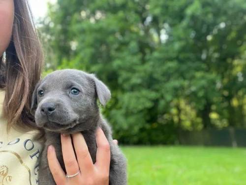 Charcoal Labrador puppies for sale in Cranleigh, Surrey - Image 3