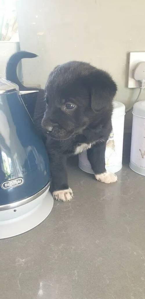 Adorable Labrador x Collie puppies for sale in Hankelow, Cheshire - Image 4