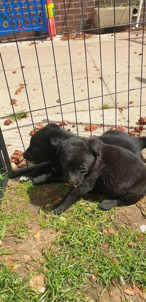 Adorable Labrador x Collie puppies for sale in Hankelow, Cheshire - Image 5