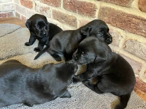 Beautiful Black Labrador Puppies for sale in Wisbech, Cambridgeshire - Image 3