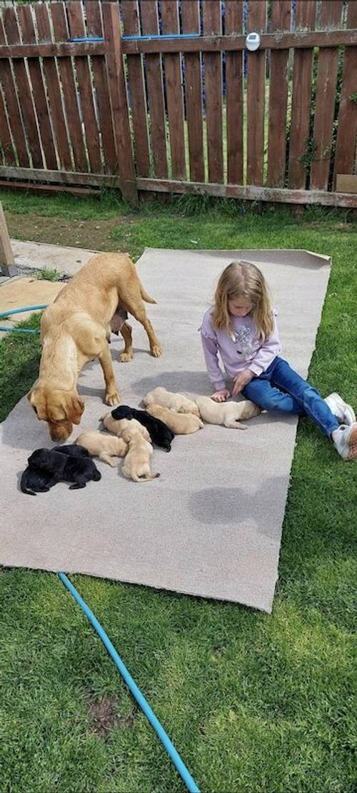 Labrador pups. Fully Health tested for sale in Craven Arms, Shropshire - Image 1