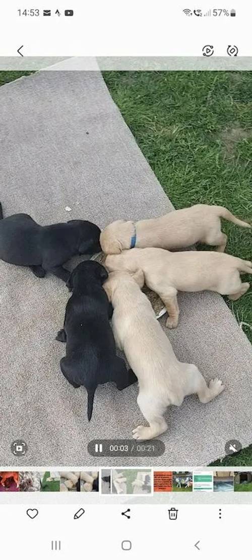 Labrador pups. Fully Health tested for sale in Craven Arms, Shropshire - Image 3