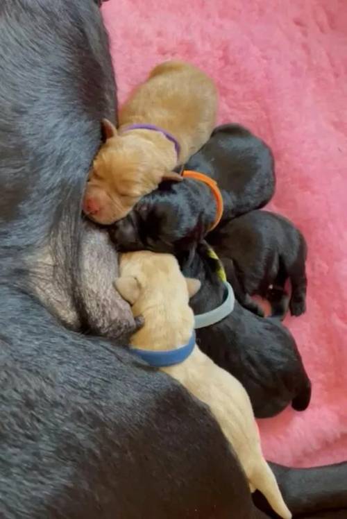 Gorgeous 6 week old Labrador girls looking for 5* homes for sale in Berwick-upon-Tweed, Northumberland - Image 1