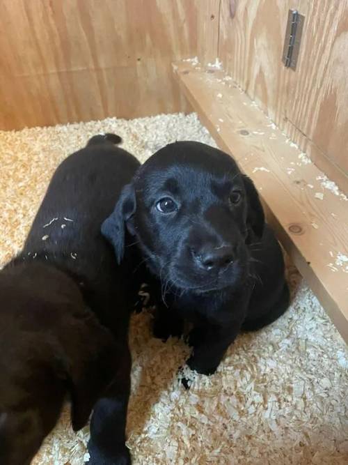 Gorgeous 6 week old Labrador girls looking for 5* homes for sale in Berwick-upon-Tweed, Northumberland - Image 4