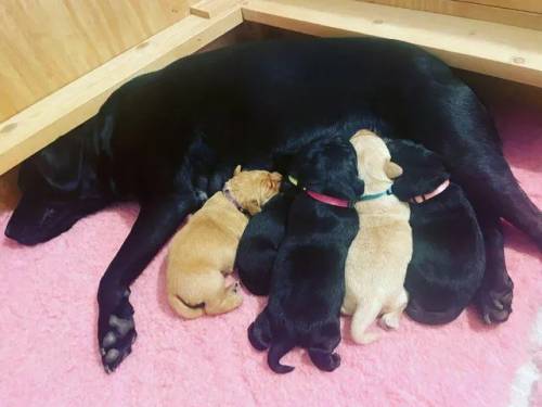 Gorgeous 6 week old Labrador girls looking for 5* homes for sale in Berwick-upon-Tweed, Northumberland - Image 5