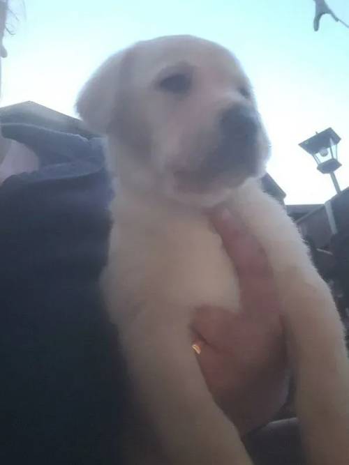 Beautiful labrador puppies currently not microchipped for sale in Rugeley, Staffordshire - Image 2