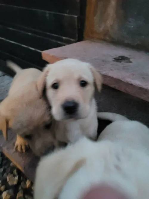 Beautiful labrador puppies currently not microchipped for sale in Rugeley, Staffordshire - Image 4