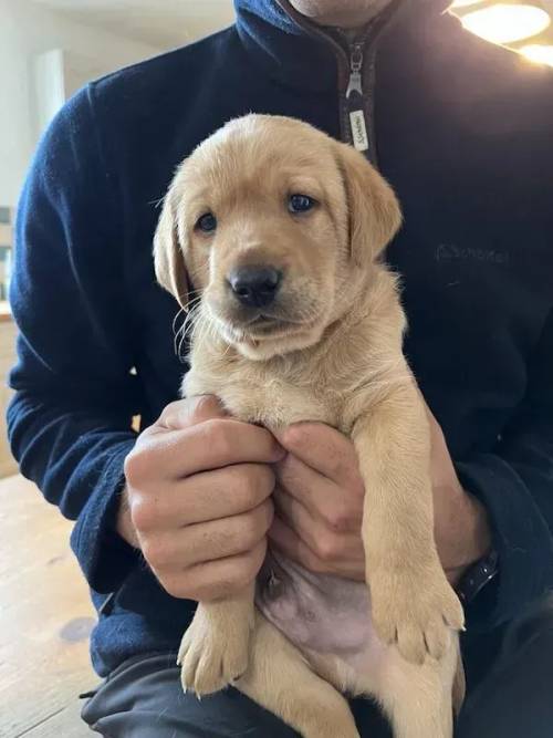 Labrador Puppies Golden and Black for sale in Bawdsey, Suffolk - Image 5