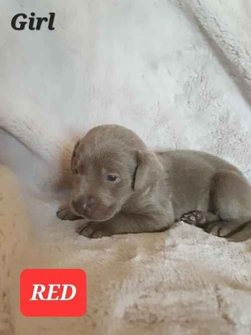 Stunning Silver Labrador Puppies for sale in Shrewsbury, Shropshire - Image 1