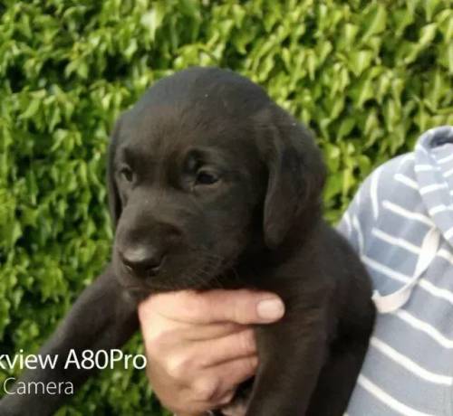 3 lovely cuddly K C Registered Labrador boys. for sale in Andover, Hampshire - Image 1