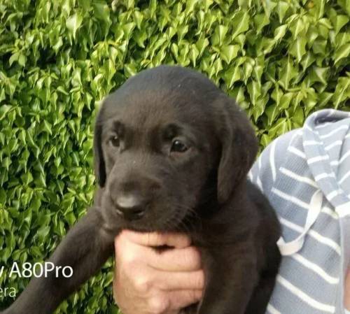 3 lovely cuddly K C Registered Labrador boys. for sale in Andover, Hampshire - Image 2