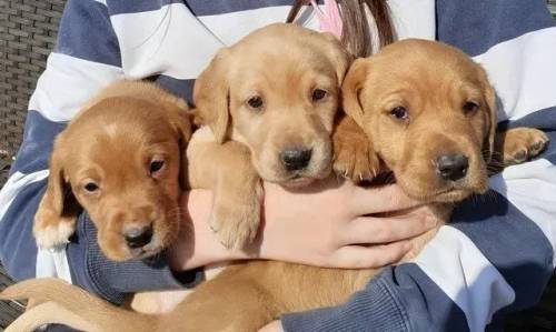 Fox Red Cockador puppies full if fun for sale in Whitchurch, Shropshire - Image 2