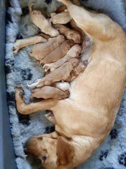 Fox Red Cockador puppies full if fun for sale in Whitchurch, Shropshire - Image 3