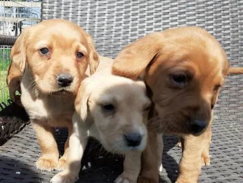 Fox Red Cockador puppies full if fun for sale in Whitchurch, Shropshire - Image 5