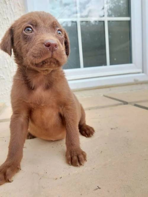 Labrador puppies boy and girl for sale in Chipping Norton, Oxfordshire - Image 1