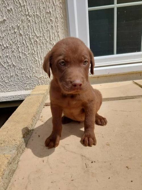 Labrador puppies boy and girl for sale in Chipping Norton, Oxfordshire - Image 2