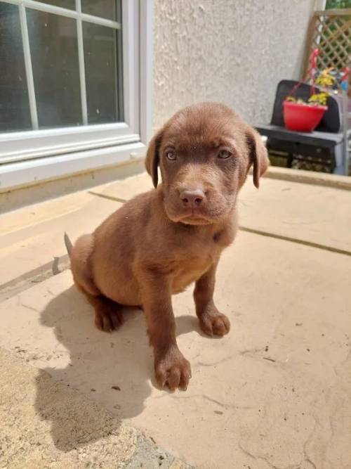 Labrador puppies boy and girl for sale in Chipping Norton, Oxfordshire - Image 4