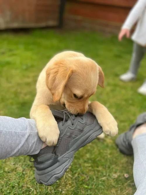 14 week old Labrador pup female for sale in Mansfield, East Ayrshire - Image 4