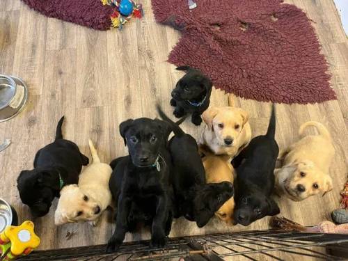 Labrador Puppies Vet checked ready Now. for sale in Launceston, Cornwall - Image 4