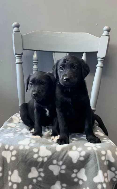 Beautiful Collie X Lab puppies for sale in Denbigh/Dinbych, Denbighshire - Image 1