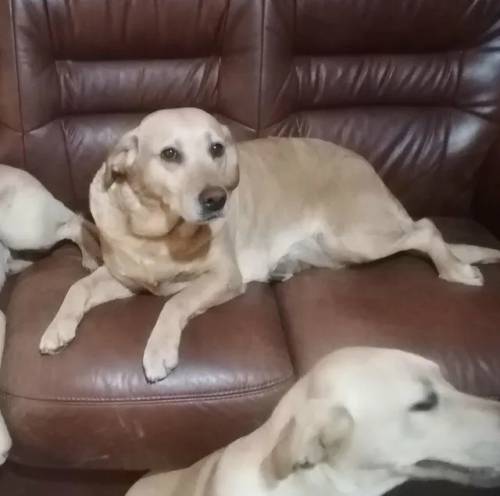 Light coloured foxred labrador for sale in Loftus, North Yorkshire - Image 4