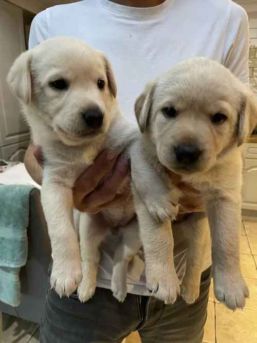 Sheprador X Labrador puppies 5 weeks for sale in Frome, Somerset - Image 1