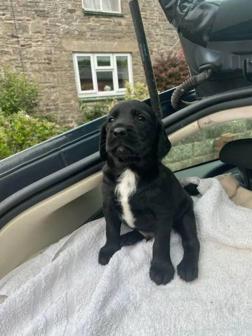 Beautiful Black Springador boys for sale ready end of June. for sale in Welshpool/Y Trallwng, Powys - Image 1