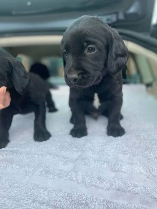 Beautiful Black Springador boys for sale ready end of June. for sale in Welshpool/Y Trallwng, Powys - Image 3