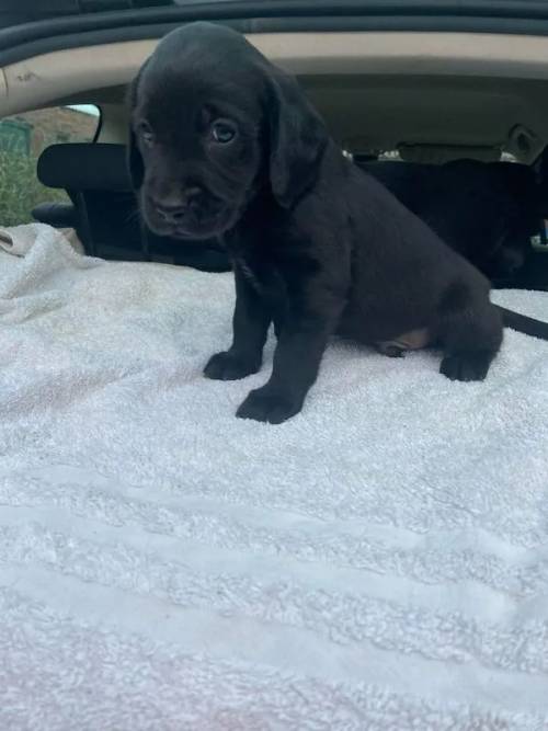 Beautiful Black Springador boys for sale ready end of June. for sale in Welshpool/Y Trallwng, Powys - Image 5