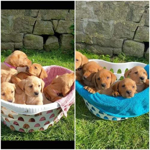 Kc reg Labrador Pups Fox Red and Yellow for sale in Preston, Lancashire - Image 1