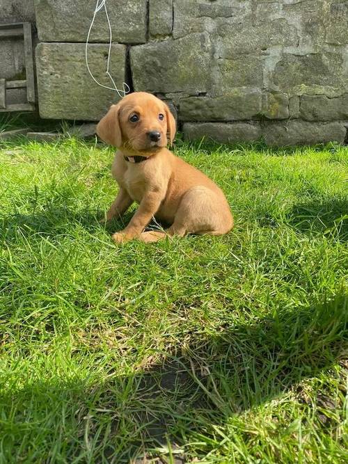 Kc reg Labrador Pups Fox Red and Yellow for sale in Preston, Lancashire - Image 5