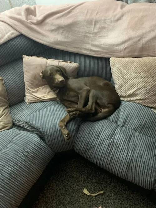 2 year old chocolate Labrador female for sale in Dawlish, Devon - Image 4