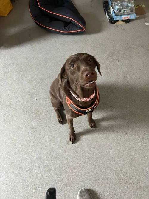 2 year old chocolate Labrador female for sale in Dawlish, Devon - Image 5