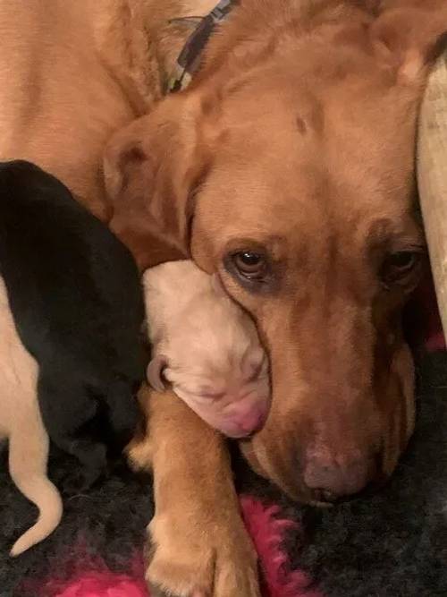 Stunning Golden and black KC registeredLabrador Puppies for sale in York, North Yorkshire - Image 1