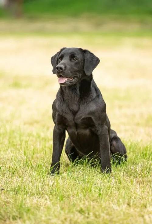 Stunning Golden and black KC registeredLabrador Puppies for sale in York, North Yorkshire - Image 3