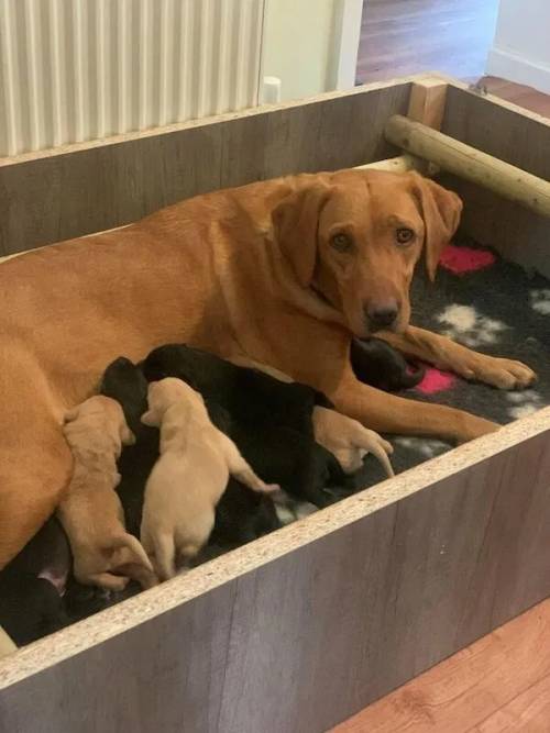 Stunning Golden and black KC registeredLabrador Puppies for sale in York, North Yorkshire - Image 4