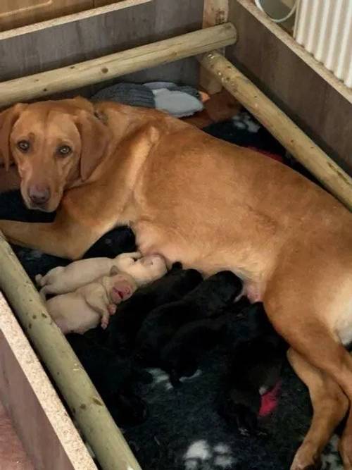 Stunning Golden and black KC registeredLabrador Puppies for sale in York, North Yorkshire - Image 5