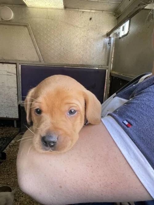 Beautiful Labrador puppies ready 6th July for sale in Framingham Pigot, Norfolk - Image 2