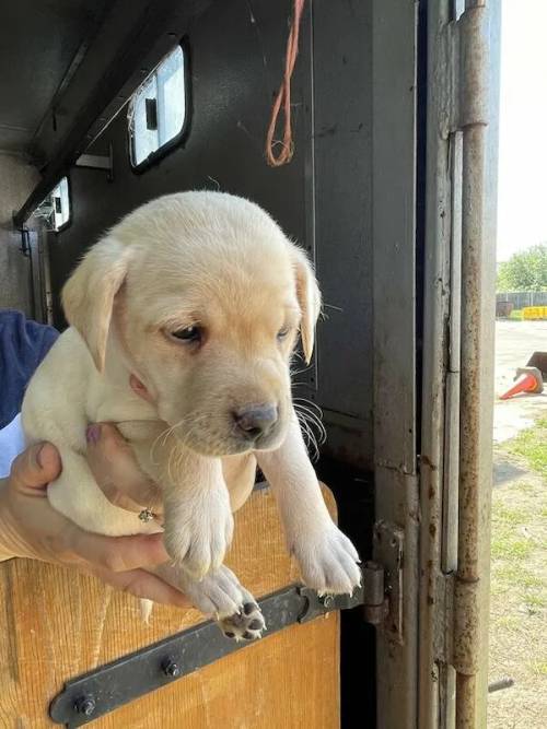 Beautiful Labrador puppies ready 6th July for sale in Framingham Pigot, Norfolk - Image 4