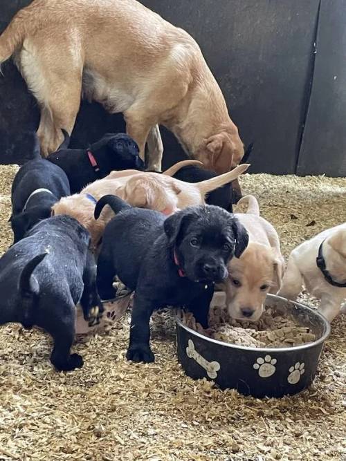 Beautiful Labrador puppies ready 6th July for sale in Framingham Pigot, Norfolk - Image 5