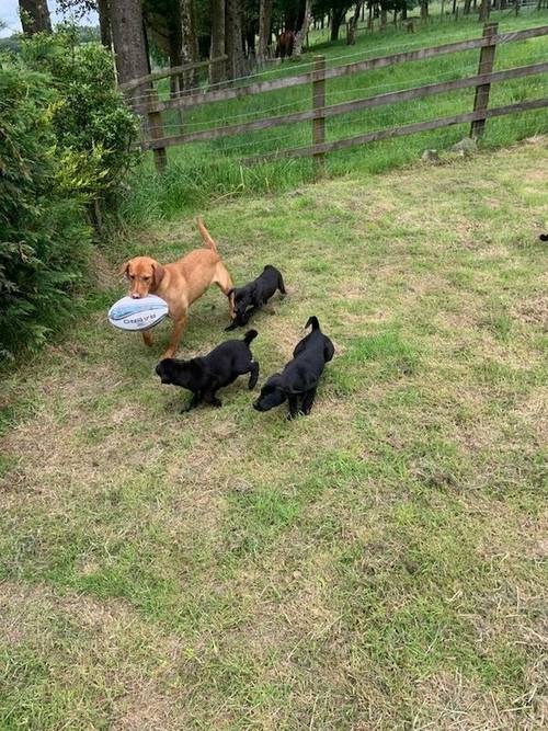 Gorgeous black Labrador pups ready now fully vacs for sale in Cwmann, Carmarthenshire - Image 2