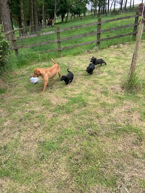 Gorgeous black Labrador pups ready now fully vacs for sale in Cwmann, Carmarthenshire - Image 3